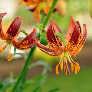 Lilium 'Scarlet Morning',Lily 'Scarlet Morning', Lilium Martagon 'Scarlet Morning', Martagon Lilies, Common Turk's Cap Lilies,Martagon Hybrids, Summer flowering Bulb, early flowering lilies, part shade lilies, part shade flowering bulbs