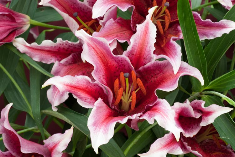 Lilium 'Sumatra', Lily 'Sumatra', Oriental Lily 'Sumatra', Oriental Lilies, Dark Lilies, Fragrant lilies, Lily flower, Lily Flower