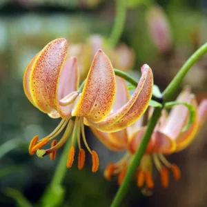 Lilium 'Sunny Morning',Lily 'Sunny Morning', Lilium Martagon 'Sunny Morning', Martagon Lilies, Common Turk's Cap Lilies,Martagon Hybrids, Summer flowering Bulb, early flowering lilies, part shade lilies, part shade flowering bulbs