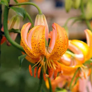 Lilium 'Terrace City',Lily 'Terrace City', Lilium Martagon 'Terrace City', Martagon Lilies, Common Turk's Cap Lilies,Martagon Hybrids, Summer flowering Bulb, early flowering lilies, part shade lilies, part shade flowering bulbs