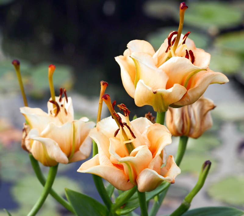 Lilium 'Apricot Fudge' (Longiflorum-Asiatic Lily)