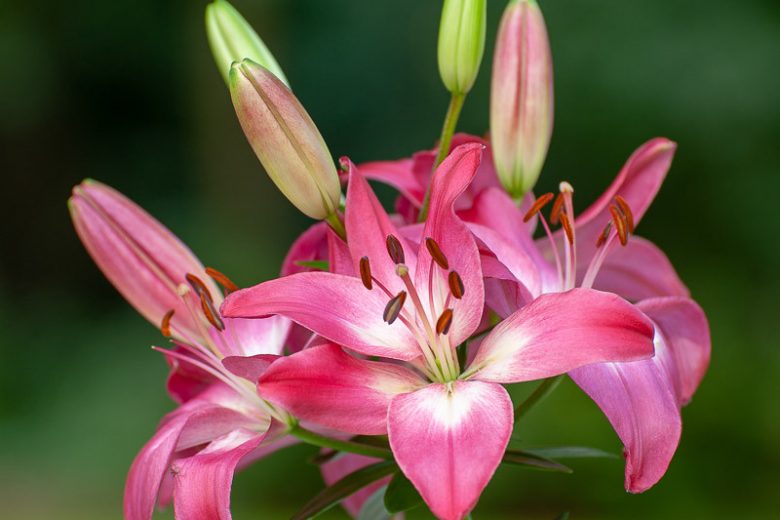 Lilium 'Arbatax', Lily Arbatax, LA Hybrid Lily, Longiflorum-Asiatic Lily, LA Hybrid Lilies, Longiflorum-Asiatic Lilies, Pink Lilies, Fragrant lilies, Lily flower, Lily Flowers