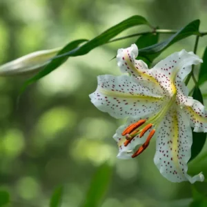 Lilium Auratum, Golden-Rayed Lily, Gold Band Lily, Summer Bulb, White Lilies, Fragrant Lilies, Trumpet Lilies, Lily Flower,  Lily Flowers