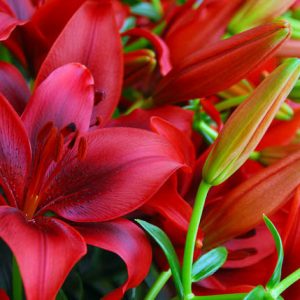 Lilium 'Black Out', Lily 'Black Out', Asiatic Lily 'Black Out', Lily 'Blackout', Summer flowering Bulb, early summer flowering lilies, red lilies