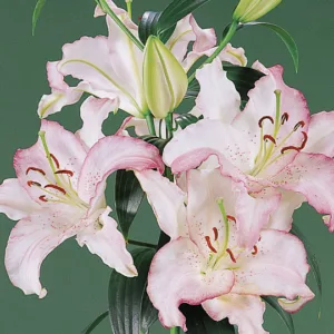 Lilium 'Brasilia', Lily 'Brasilia', Oriental Lily 'Brasilia', Summer flowering Bulb, mid summer lilies, late summer lilies, white lilies, Fragrant lilies