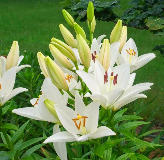 Lilium 'Bright Diamond', Lily Bright Diamond, Asiatic Lily, White Lilies, Fragrant lilies, Lily flower, Lily Flowers