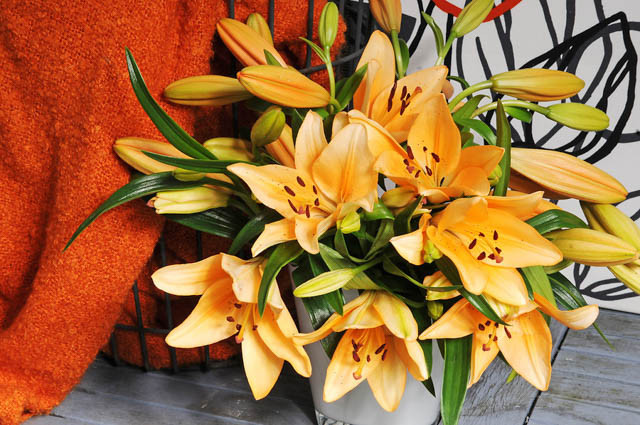 Lilium 'Brunello', Lily 'Brunello', Asiatic Lily 'Brunello', Asiatic Hybrids, Asiatic Lilies, Orange Lilies, Fragrant lilies, Lily flower, Lily Flower