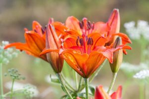 Orange Lily - Gardenia