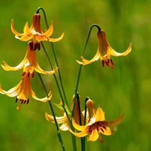 Lilium canadense, Canada Lily, Canadian Lily, Wild Yellow Lily,, Summer flowering Bulb, Yellow Lilies, Lily flower, Lily Flower