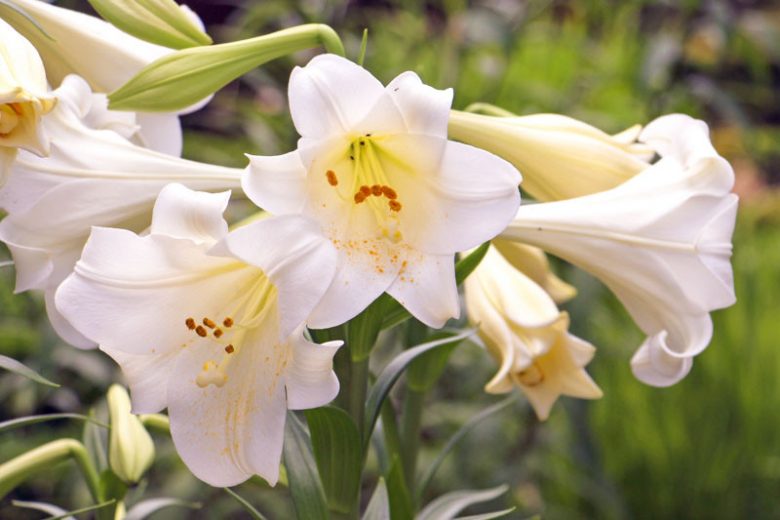 Lilium Candidum, Madonna Lily, White Lily, French Lily, Juno's Rose, St Joseph's Lily, Annunciation Lily, Ascension Lily, Bourbon Lily, Summer Bulb, White Lilies, Fragrant Lilies, Trumpet Lilies, Lily Flower,  Lily Flowers