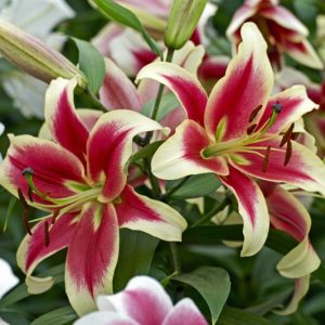 Lilium 'Candy Club', Lily 'Candy Club', Oriental Lily 'Candy Club', Oriental Trumpet Lily, Orienpet Lily, Oriental Trumpet Lilies, Orienpet Lilies, Pink Lilies, Bicolor Lilies, Fragrant lilies, Lily flower, Lily Flower