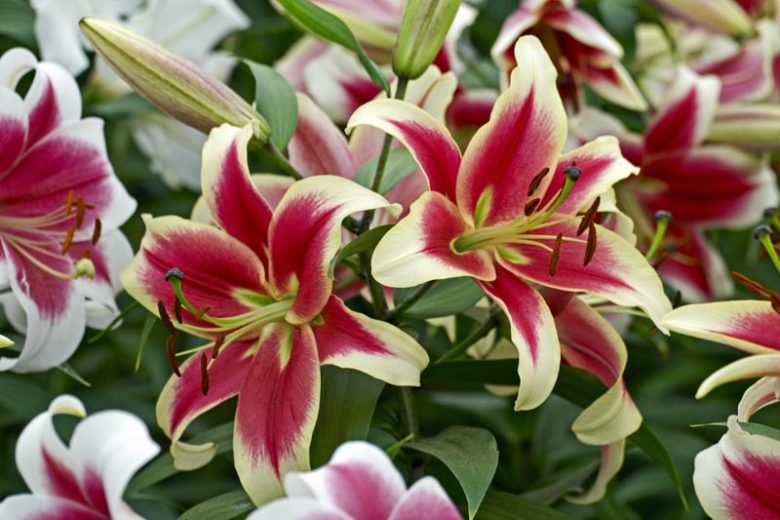 Lilium 'Candy Club', Lily 'Candy Club', Oriental Lily 'Candy Club', Oriental Trumpet Lily, Orienpet Lily, Oriental Trumpet Lilies, Orienpet Lilies, Pink Lilies, Bicolor Lilies, Fragrant lilies, Lily flower, Lily Flower