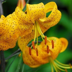 Lilium 'Citronella', Lily 'Citronella', Asiatic Lily 'Citronella', Summer flowering Bulb, mid summer flowering lilies, yellow lilies, tiger lilies