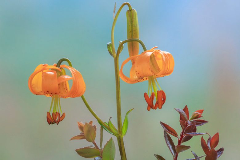 Lilium columbianum, Columbia Lily, Columbian Lily, Oregon Lily, Wild Tiger Lily, Summer flowering Bulb, Orange Lilies, Yellow Lilies, Lily flower, Lily Flower