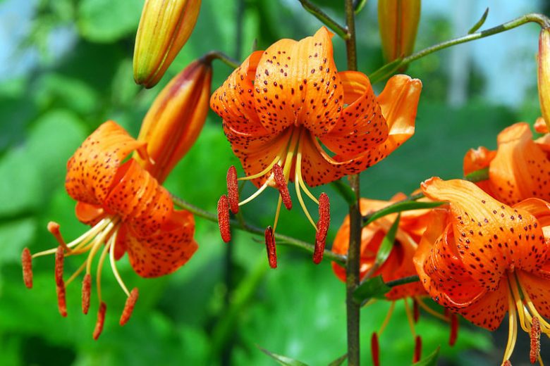 Lilium davidii, David's Lily, Tiger Lily, Turk Cap Lily, Wild Tiger Lily, Summer flowering Bulb, Orange Lilies, Lily flowers