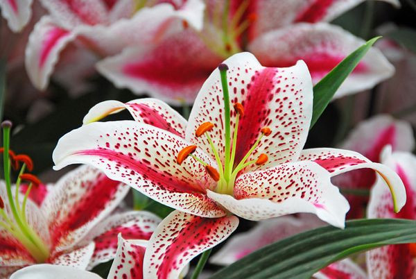 Lilium 'Dizzy', Lily 'Dizzy', Oriental Lily 'Dizzy'', mid summer lilies, late summer lilies, white lilies, Bicolor Lilies, Oriental lilies, Fragrant lilies, Lily flower, Lily flowers
