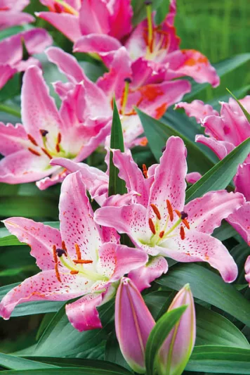 Lilium 'Entertainer', Lily 'Entertainer', Oriental Lily 'Entertainer', Oriental Lilies, Pink Lilies, Fragrant lilies, Bicolor Lilies, Lily flower, Lily Flower