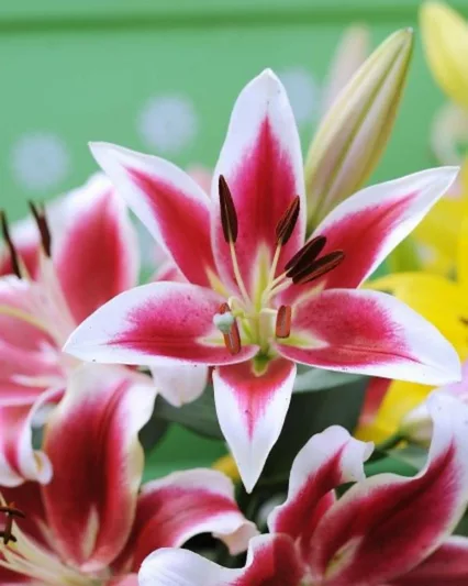 Lilium 'Flashpoint', Lily 'Flashpoint', Oriental Lily 'Flashpoint', Oriental Trumpet Lily, Orienpet Lily, Oriental Trumpet Lilies, Orienpet Lilies, Pink Lilies, Bicolor Lilies, Fragrant lilies, Lily flower, Lily Flower