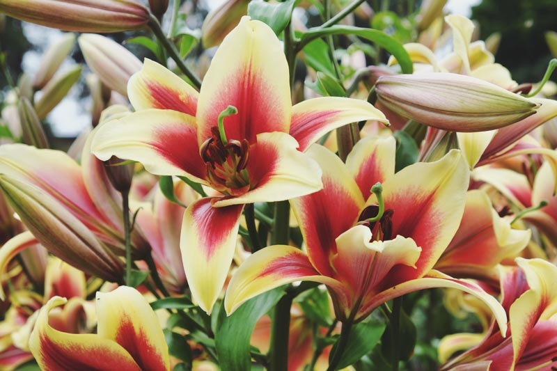 Lilium 'Flavia', Lily 'Flavia', Oriental Lily 'Flavia', Oriental Trumpet Lily, Orienpet Lily, Oriental Trumpet Lilies, Orienpet Lilies, Red Lilies, Bicolor Lilies, Fragrant lilies, Lily flower, Lily Flower