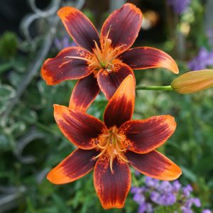 Lilium 'Forever Susan',Lily 'Forever Susan', Asiatic Lily 'Forever Susan', Bicolored Lily, Red Lily, Dark Lily, Summer flowering Bulb, early summer flowering lili