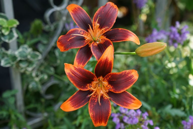 Lilium 'Forever Susan',Lily 'Forever Susan', Asiatic Lily 'Forever Susan', Bicolored Lily, Red Lily, Dark Lily, Summer flowering Bulb, early summer flowering lili