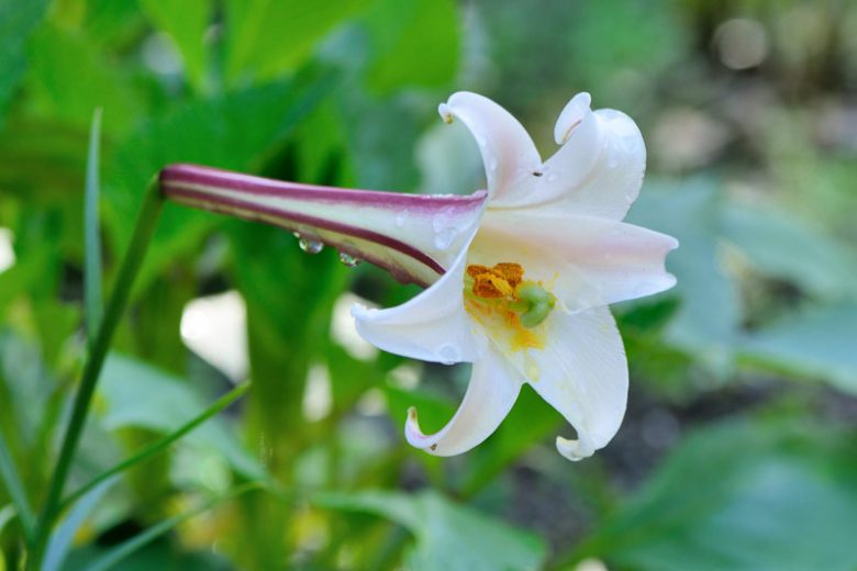 Lilium formosanum var. pricei, Dwarf Formosa Lily, Summer Bulb, White Lilies, Fragrant Lilies, Trumpet Lilies, Lily Flower,Lily Flowers