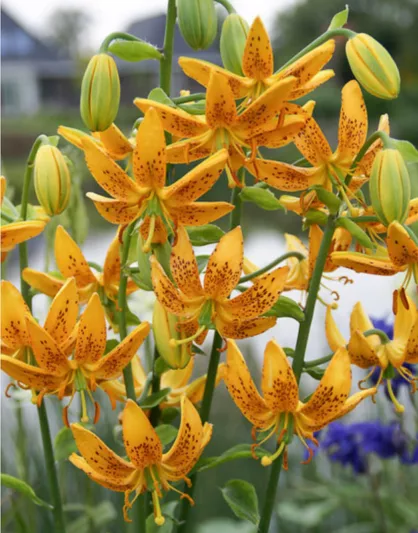 Lilium hansonii, Japanese Turk's Cap Lily, Tiger Lily, Turk Cap Lily, Wild Tiger Lily, Maetagon Lily, Summer flowering Bulb, Orange Lilies, Lily flowers