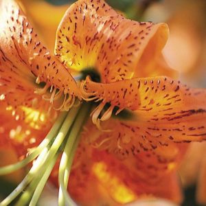 Henry's Lily, Lilium Henryi, Tiger Lily, Summer flowering Bulb, orange flowers, part shade lilies, part shade flowering bulbs