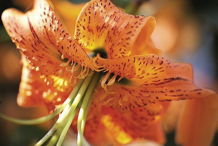 Henry's Lily, Lilium Henryi, Tiger Lily, Summer flowering Bulb, orange flowers, part shade lilies, part shade flowering bulbs