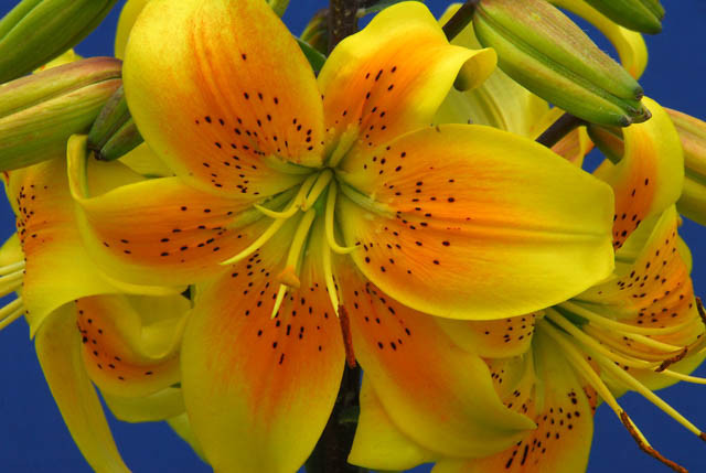 Lilium 'King Pete',  Lily 'King Pete', Asiatic Hybrid Lily 'King Pete'', Summer flowering Bulb, early summer Lilies, yellow lilies, Asiatic lilies, Lily Flower, Lily Flowers