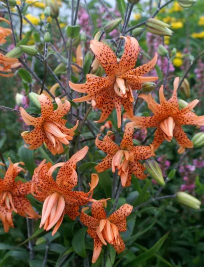 Lilium Lancifolium 'Flore Pleno, Double Tiger Lily, Lilium Tigrinum 'Flore Pleno',  Double-flowered Devil Lily, Species & Cultivars of Species Group, Summer flowering Bulb, Orange Lilies, Lily flower, Lily Flower