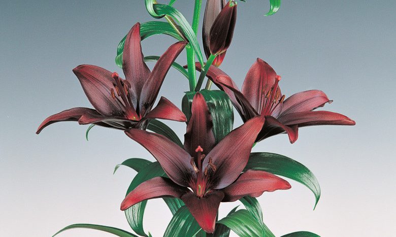 Lilium 'Landini',Lily 'Landini', Asiatic Lily 'Landini', Bicolored Lily, Red Lily, Dark Lily, Summer flowering Bulb, early summer flowering lili