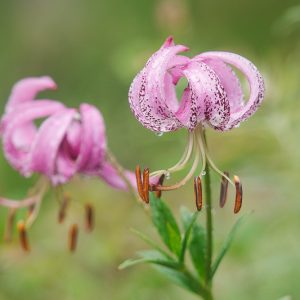 Lilium lankongense, Lankong Lily, Lilium forrestii,, Wild Lily, Pink Lilies, Lily flower, Lily Flowers