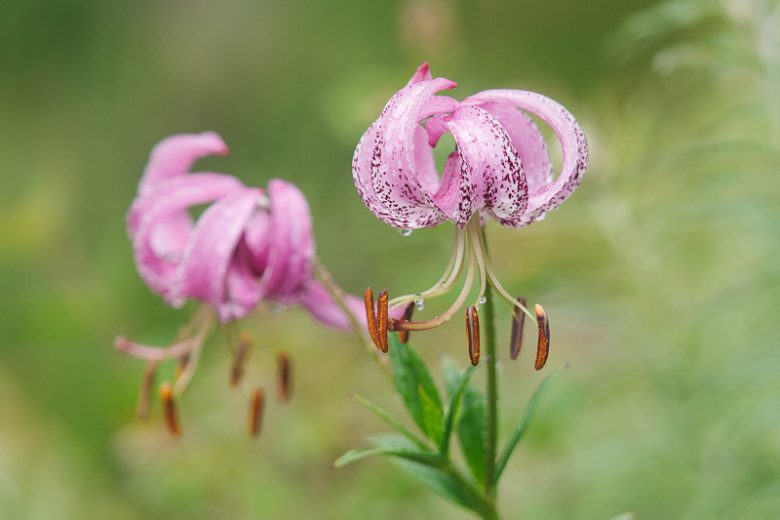 Lilium lankongense, Lankong Lily, Lilium forrestii,, Wild Lily, Pink Lilies, Lily flower, Lily Flowers