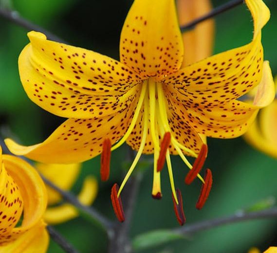 Lilium Leichtlinii, Leichtlins' Lily, Species & Cultivars of Species Group, Summer flowering Bulb, Yellow Lilies, Lily flower, Lily Flower