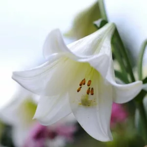Lilium Longiflorum 'White Heaven' ,Lily 'White Heaven', Trumpet Lily 'White Heaven', Lilium 'White Heaven', Longiflorum Lilies, White Lilies, Fragrant Lilies, Lily flower, Lily Flower