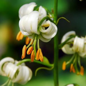 Lily Martagon Album, Lilium Martagon Album,Turk's Cap Lilies,  Martagon Hybrids Group, Summer flowering Bulb, early flowering lilies, part shade lilies, part shade flowering bulbs