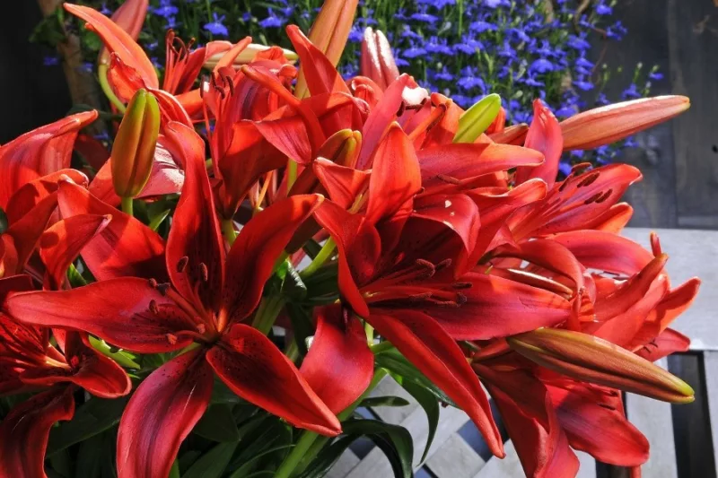 Lilium 'Monte Negro', Lily 'Monte Negro', Asiatic Lily 'Monte Negro', Asiatic Hybrids, Asiatic Lilies, Red Lilies, Lily flower, Lily Flower