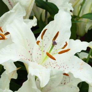 Lilium 'Muscadet', Lily 'Muscadet', Oriental Lily ''Muscadet', Summer flowering Bulb, mid summer lilies, late summer lilies, white lilies, Fragrant lilies
