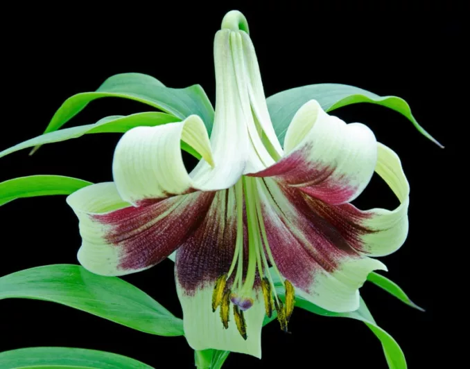 Lilium nepalense, Nepal Lily, Lily of Nepal, , Wild Lilies, Showy Lilies, Bicolor Lilies, Lily flower, Lily Flowers