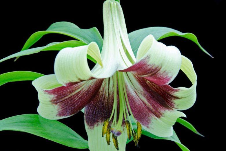 Lilium nepalense, Nepal Lily, Lily of Nepal, , Wild Lilies, Showy Lilies, Bicolor Lilies, Lily flower, Lily Flowers