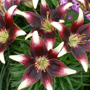 Lilium 'Netty's Pride',Lily 'Netty's Pride', Asiatic Lily 'Netty's Pride', Bicolored Lily, Red Lily, Dark Lily, Summer flowering Bulb, early summer flowering lili