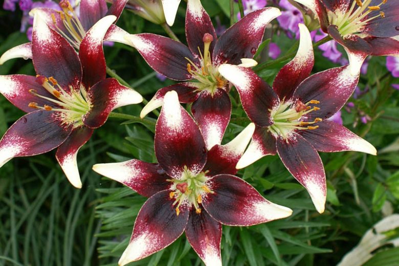 Lilium 'Netty's Pride',Lily 'Netty's Pride', Asiatic Lily 'Netty's Pride', Bicolored Lily, Red Lily, Dark Lily, Summer flowering Bulb, early summer flowering lili