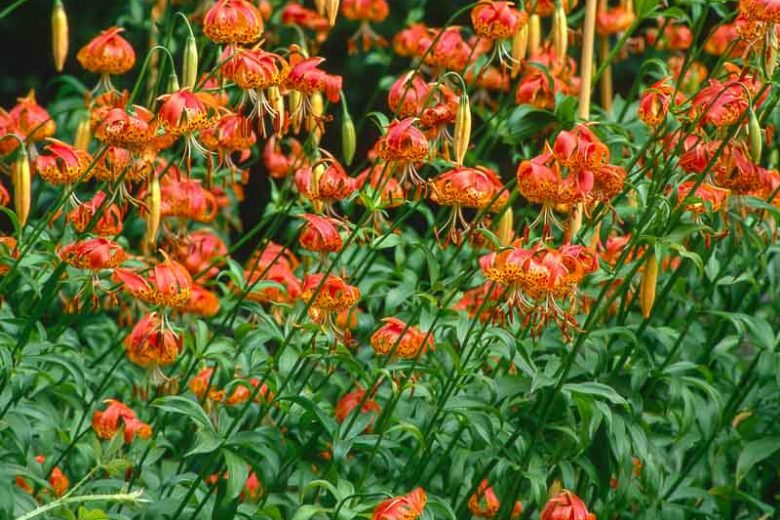 Lilium pardalinum, Leopard Lily, Panther Lily, California Tiger Lily, Orange Lilies, California Native Lilies, California Native Flowers, Species Lilies, Wild Lilies