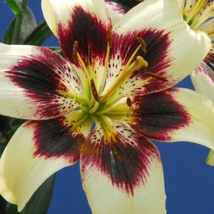 Lilium 'Patricia's Pride',  Lily 'Patricia's Pride'', Asiatic Hybrid Lily 'Patricia's Pride', Lily 'Purple Rain', Asiatic Hybrid Lily 'Purple Rain', Summer flowering Bulb, early summer flowering lilies,  bicolor lilies