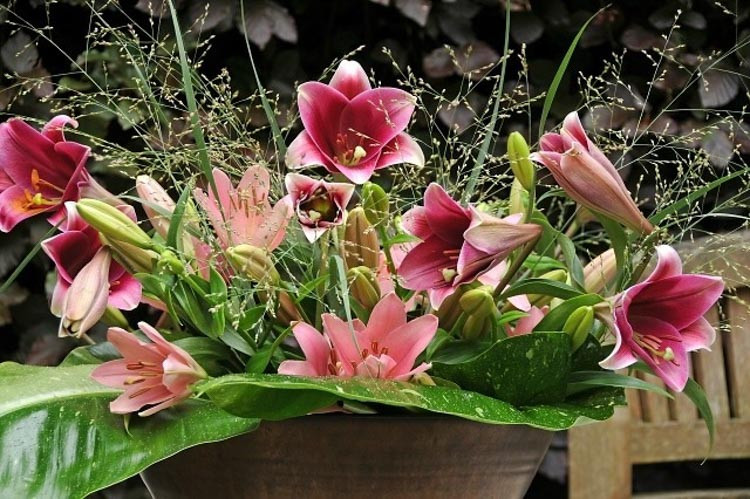Lilium 'Pink Heaven', Lily 'Pink Heaven', Oriental Lily 'Pink Heaven', Summer flowering Bulb, early summer flowering lilies, pink lilies
