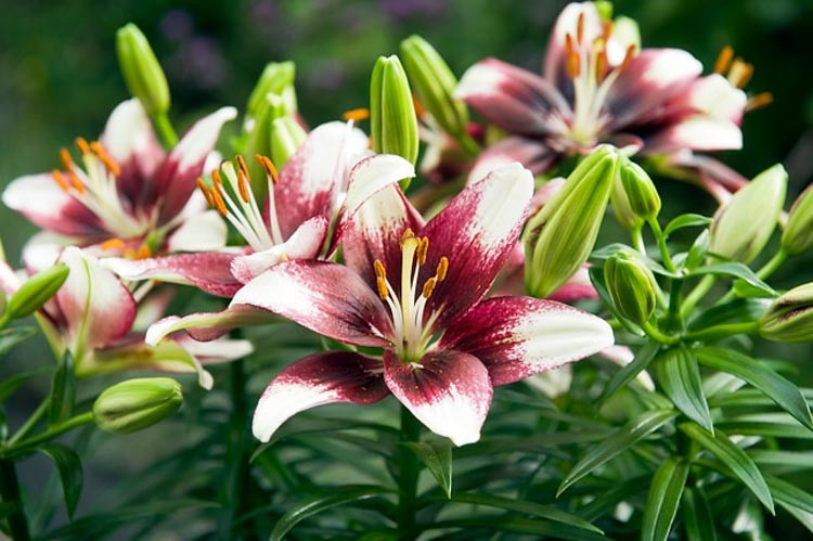Lilium 'Push Off'', Lily 'Push Off', Asiatic Lily 'Push Off', Tango Lily 'Push Off', Asiatic Hybrids, Asiatic Lilies, Bicolor Lilies, Fragrant lilies, Lily flower, Lily Flower