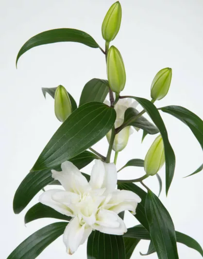 Lilium Roselily Aisha, Lily Aisha, Double Oriental Lily, Oriental Lilies, White Lilies, Fragrant lilies, Lily flower, Lily Flower