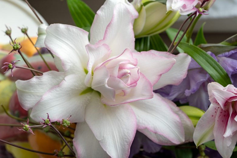 Lilium Roselily Anouska, Lily Anouska, Double Oriental Lily, Oriental Lilies, Pink Lilies, Fragrant lilies, Lily flower, Lily Flower