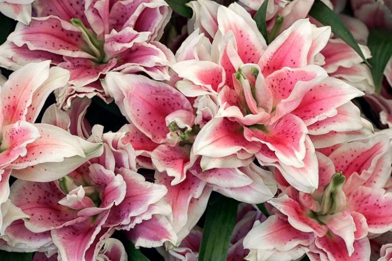 Lilium Roselily Samantha, Lily Samantha, Double Oriental Lily, Oriental Lilies, Pink Lilies, Fragrant lilies, Lily flower, Lily Flower